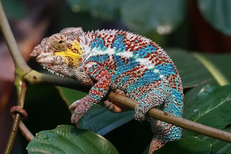 découvrez madagascar, une île aux paysages enchanteurs, abritant une biodiversité unique et une culture riche. explorez ses plages paradisiaques, ses parcs naturels et plongez dans l'accueil chaleureux de ses habitants.