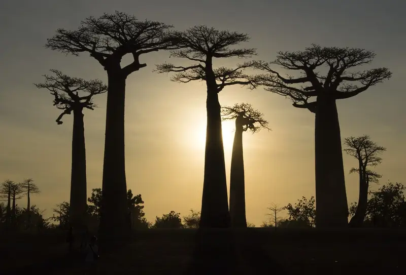 découvrez madagascar, une île étonnante de l'océan indien, connue pour sa biodiversité unique, ses paysages à couper le souffle et sa culture riche. explorez ses plages paradisiaques, ses parcs nationaux et la chaleur de son peuple.