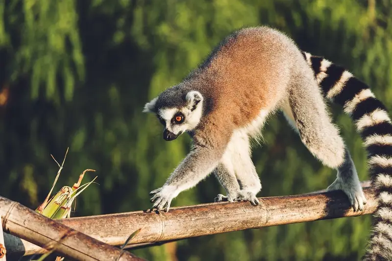 découvrez madagascar, l'île aux paysages époustouflants et à la biodiversité unique. explorez ses plages de sable blanc, ses parcs nationaux riches en faune, et plongez dans une culture fascinante. partez à l'aventure sur cette destination incontournable de l'océan indien.
