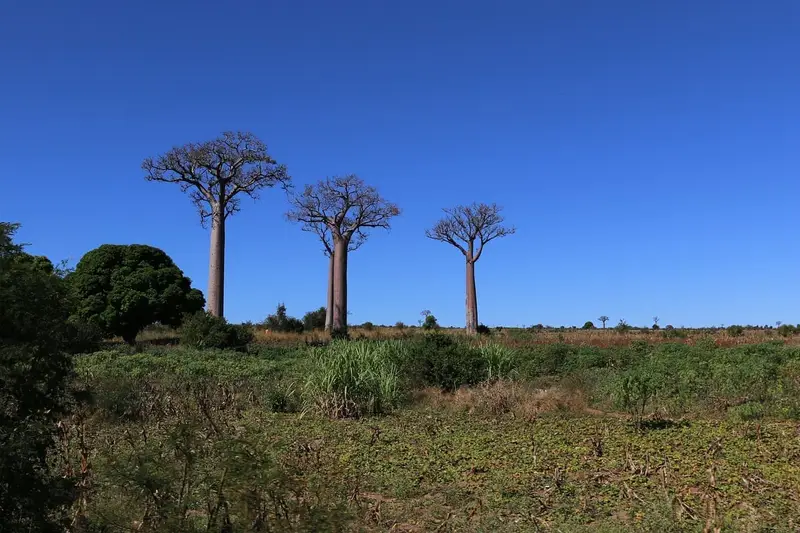 découvrez madagascar autrement avec nos tours sur mesure ! explorez les paysages à couper le souffle, la faune exceptionnelle et la culture riche de l'île. réservez votre aventure dès maintenant et vivez une expérience inoubliable au cœur de l'océan indien.